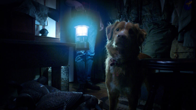 Filmstill zu GOOD BOY. Ein Hund sitzt in einem dunklen Raum, im Hintergrund leuchtet eine Lampe. Gruselige Atmosphäre